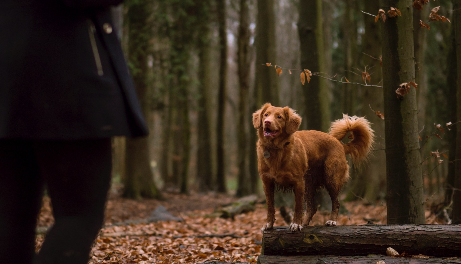 Dog in the autumn forest